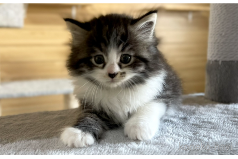 成約済の千葉県のサイベリアン-89266の4枚目